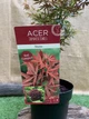 Японский клен (Japanese maple) Shaina, 60-80см, объём горшка 3л (RG054) - изображение 5