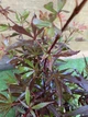 Японский клен (Japanese maple) Shaina, 60-80см, объём горшка 3л (RG054) - изображение 8