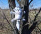 Єнот на присосках в машину - Іграшка на скло в машину - Автоіграшка на присосках - Подарунок водію - зображення 9