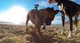Крепление для собаки (Dog harness mount) для экшн камер Xiaomi YI, SJCam, GoPRO (код № XTGP186) - изображение 4