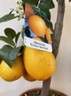 Апельсин комнатный Citrus Sinensis Arancio, высота 60-80см, объем горшка 4л (RG471) - изображение 3