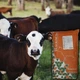 Комбикорм старт для телят Шенкон ShenCalf Prestart 100% Feed 0-6 месяцев 25кг F04 - изображение 3