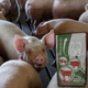 Витаминно минеральный концентрат Шенкон ShenMIX Pig S 4% для поросят 0-2 месяца премикс 25кг P14 - изображение 3