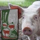Премикс Шенкон ShenMIX Pig F 3-2.5% свиньи 2,5-6 месяцев 25кг P16 - изображение 3