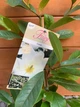 Вічнозелена Магнолія Мікелія Fairy Magnolia Michelia Fragrant Blossom Cream, висота 90 - 110см, об`єм горщику 3,5л - изображение 2