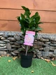 Камелия японская Camellia Japonica Nuccio’s Cameo, 15" горшок - изображение 1