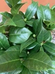 Камелия японская Camellia Japonica Nuccio’s Cameo, 15" горшок - изображение 3