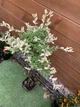 Бересклет Форчуна Арлекін на штамбі Euonymus Fortunei Harlequin, висота 100см, об'єм горщику 4л (RG231) - изображение 2