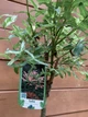 Ива японская штамб (Верба Salix integra Hakuro-nishiki), 140-150 см, объём горшка 4л - изображение 4