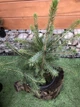 Ель сербская picea omorika, высота 30-40см, объем горшка 3л (RG480) - изображение 2