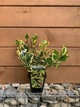 Падуб альтаклеренсіс “Голден Кінг” Ilex altaclerensis ‘Golden King’ , висота 30 см, об'єм горщику 1л (RG243) - изображение 1
