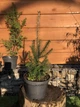 Ялиця (піхта) бальзамічна Abies Balsamea, висота 30-40см, об’єм горщику 3л (RG552) - зображення 1