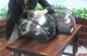 Сумка переноска Pet Cat прозрачная для домашних животных (кошек собак кроликов и др) черная ( IBH006B ) - изображение 8