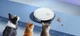 Робот пилосос Ecovacs Deebot U2 - зображення 4