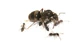 Колонія Мурах Lasius Niger з Кормом білковим, вуглеводним та фруктовим - зображення 1