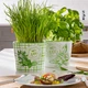 Кашпо для квітів Scheurich Herbs Farmers Білий із салатовим 11.8 х 13.7 см (4002477604558) - зображення 4