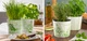 Кашпо для квітів Scheurich Herbs Farmers Білий із салатовим 11.8 х 13.7 см (4002477604558) - зображення 6