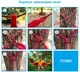 Гамак цветной 200 х 100 подвесной для туризма и отдыха - изображение 8
