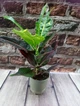 Горшечное растение Кротон (КОДИЕУМ) GreenLife контейнер 12 см - изображение 1