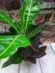 Горшечное растение Кротон (КОДИЕУМ) GreenLife контейнер 12 см - изображение 3