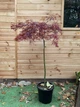 Японский клен Acer Palmatum Stella Rossa, 130-150 см, объем горшка 15л - изображение 1