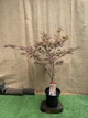 Японский клен Japanese maple, acer palmatum Atropurpureum, высота 1,3-1,5м, объем горшка 10л (RG067) - изображение 3