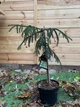 Ялина східна Ауреоспіката Picea orientalis Aureospicata, висота 70-90см, об`єм горщику 4л (RG315) - зображення 1