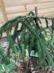 Ялина східна Ауреоспіката Picea orientalis Aureospicata, висота 70-90см, об`єм горщику 4л (RG315) - зображення 3