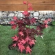 Японский клен (Japanese maple) Atropurpureum, 50-70см, объем горшка 0,8л (RG002-1) - изображение 2