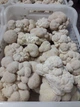 Свежие Грибы Гериций гребенчатый, Ежовик (Hericium erinaceus) 1кг - изображение 2