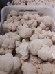 Свежие Грибы Гериций гребенчатый, Ежовик (Hericium erinaceus) 1кг - изображение 3