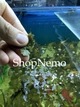 Корм фасований для травоїдних акваріумних риб Tetra Algae Mix (Спіруліна, норі, хлорела) 100 г - зображення 3