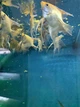Корм фасований для травоїдних акваріумних риб Tetra Algae Mix (Спіруліна, норі, хлорела) 100 г - зображення 4