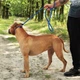 Повідець Зашморг для Собак Bronzedog Active з Альпіністського Шнура Блакитний 12 мм 183 см (45362) - зображення 6