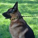 Поводок Удавка для Собак Bronzedog Active из Альпинистского Шнура Светоотражающий Черно-Салатовый 6 мм 183 см (47325) - изображение 7