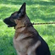 Поводок Удавка для Собак Bronzedog Active из Альпинистского Шнура Светоотражающий Черно-Оранжевый 6 мм 183 см (47324) - изображение 7