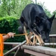 Поводок для Собак Bronzedog Active из Шнура Тренировочный Оранжевый 7 мм 1000 см (47354) - изображение 3