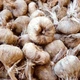 Шафран посівний цибулини 120 шт (Crocus sativus) шафрановий крокус осінній насіння морозостійкий для спеції - зображення 4
