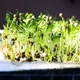Насіння мікрозелені Agrocity Кінза (коріандр) 10 г - зображення 7