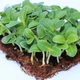 Насіння мікрозелені Agrocity Бораго (огіркова трава) 10 г - зображення 1