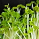 Насіння мікрозелені Agrocity Рукола широколистна (культурна) 50 г - зображення 3