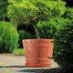 Горшок для цветов Form-Plastic Дерево ЭЛЬБА-5 терракот 18 л 0904-010 - изображение 2