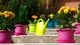 Лійка садова Plastkon Spring 4.5 л Салатова (8595096914802) - изображение 3