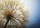 Фотообои бумажные DecoArt Одуванчик 368 x 254 см 4 сегмента (11792-P8) - изображение 1
