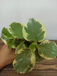 Пеперомия туполистная вариегатная (Peperomia) - изображение 2