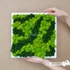 Картина Artis Green в білій рамці зі скандинавського моху зелений+салатовий P31 - зображення 1