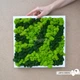 Картина Artis Green в білій рамці зі скандинавського моху зелений+салатовий P31 - зображення 3