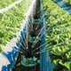 Умная система полива огорода и сада 12 в 1 Fresh Garden 360 градусов насадка на шланг опрыскиватель растений Зеленый - изображение 7