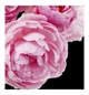 Парфюмированная вода Yodeyma Adriana Rose 15 ml - изображение 3