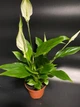 Спатифиллум (женское счастье) h 30 cm - изображение 1